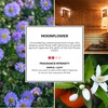 image:imagePartyLite Set of 12 Tea Lights Candles Moonflower Scent Aromatherapy Scented Candles Gift Set Up to 4 to 6 Hours Burn Time